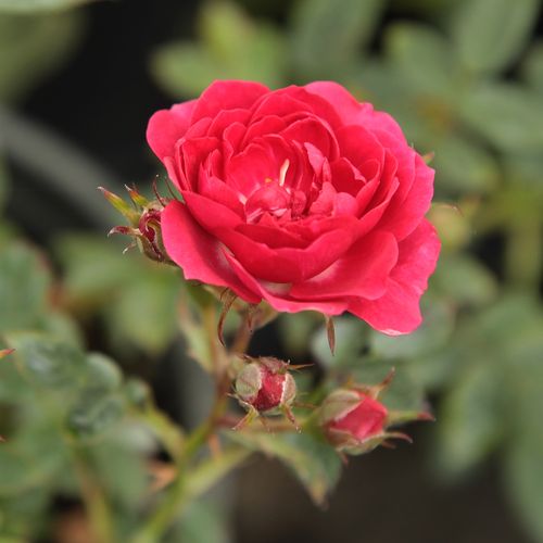 Rosa Kisses of Fire™ - roșu - Trandafir copac cu trunchi înalt - cu flori mărunți - coroană curgătoare